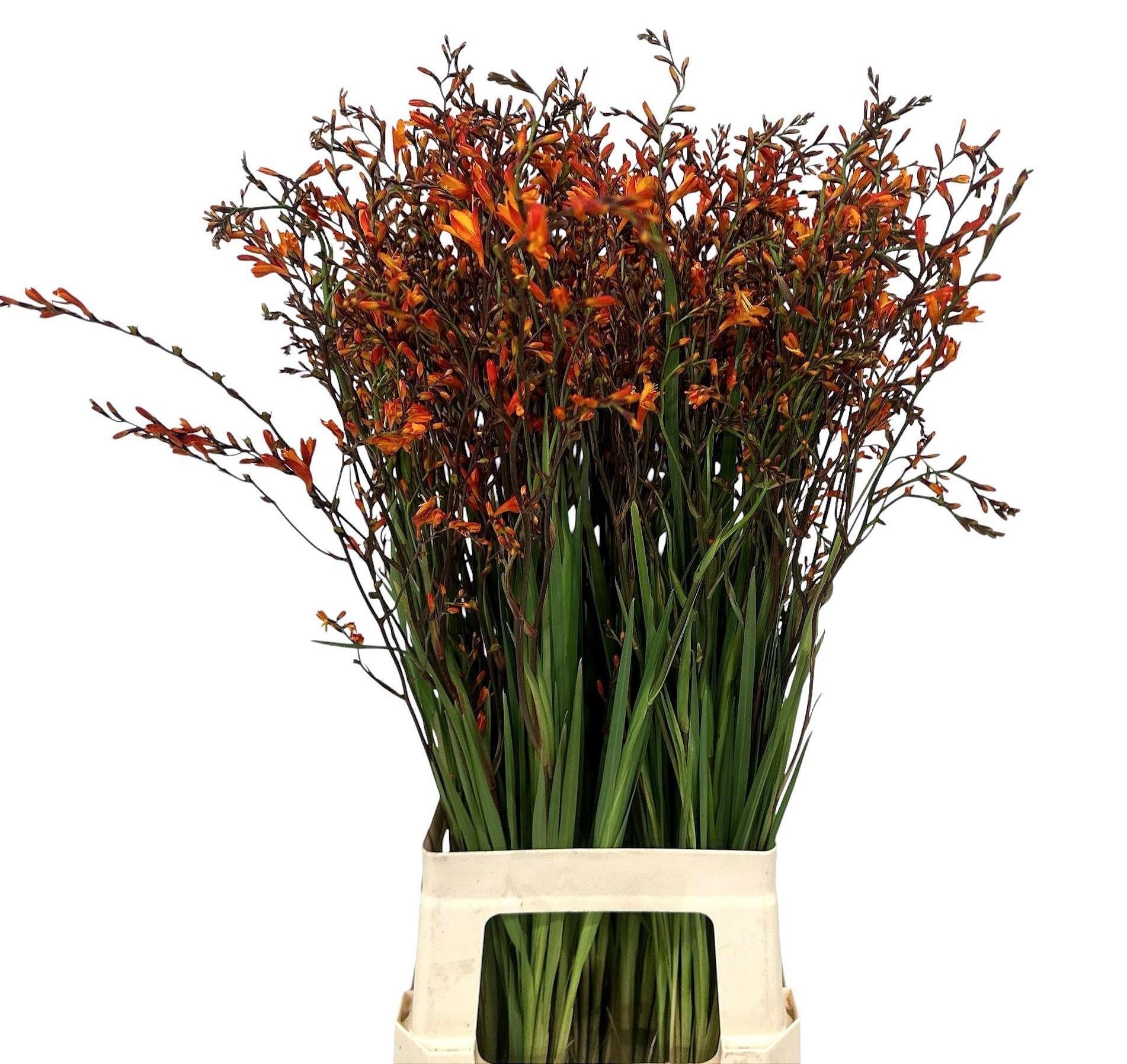 Crocosmia Lucifer 80cm