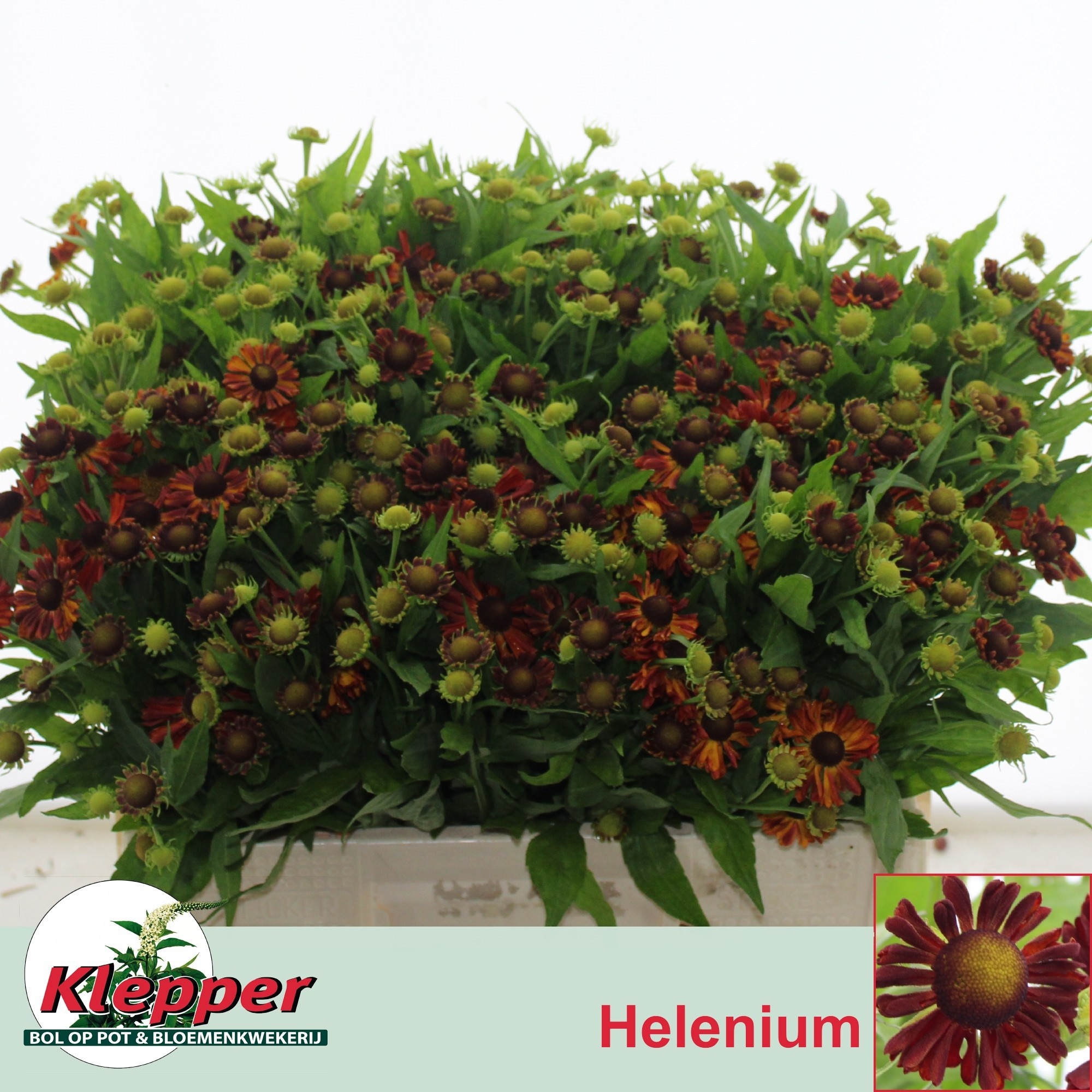 Helen Autumn Fire 50cm