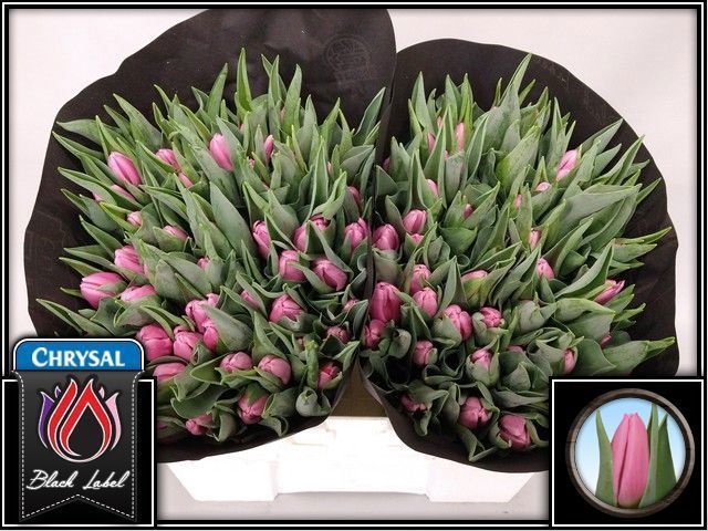 Tulipa Sirikit 37cm 42gram