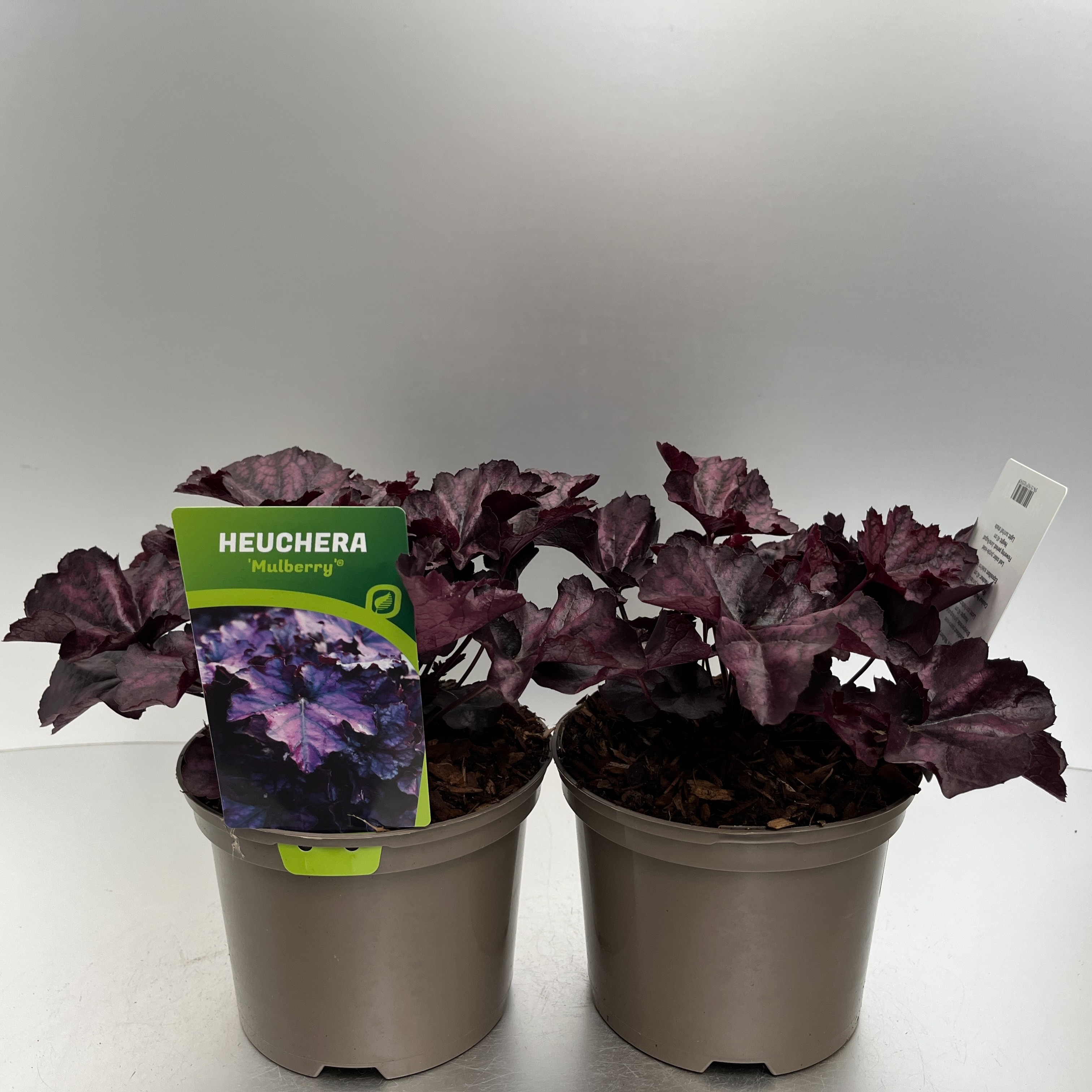 Picture of Heuchera Mulberry P17 (2 Ltr)