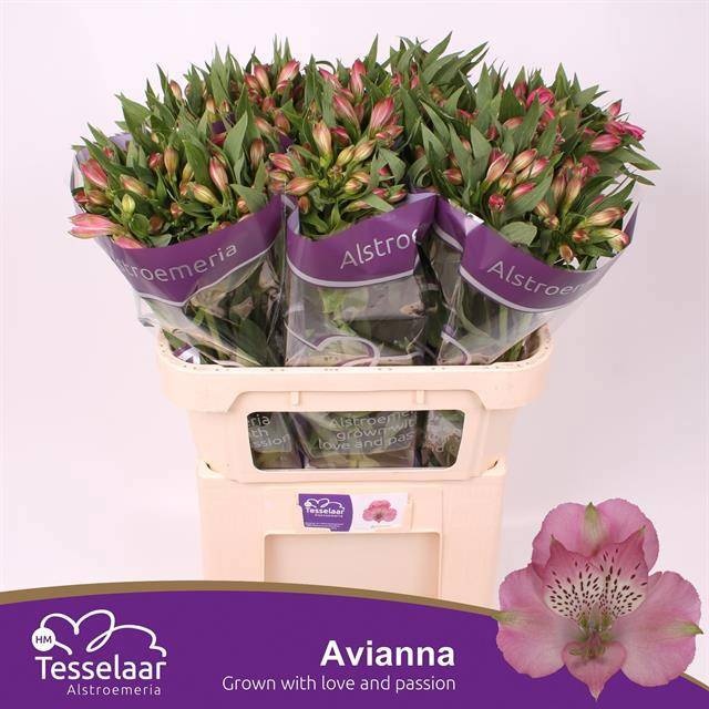 Alstroemeria Avianna ALSTR AVIANNA | OZ Planten