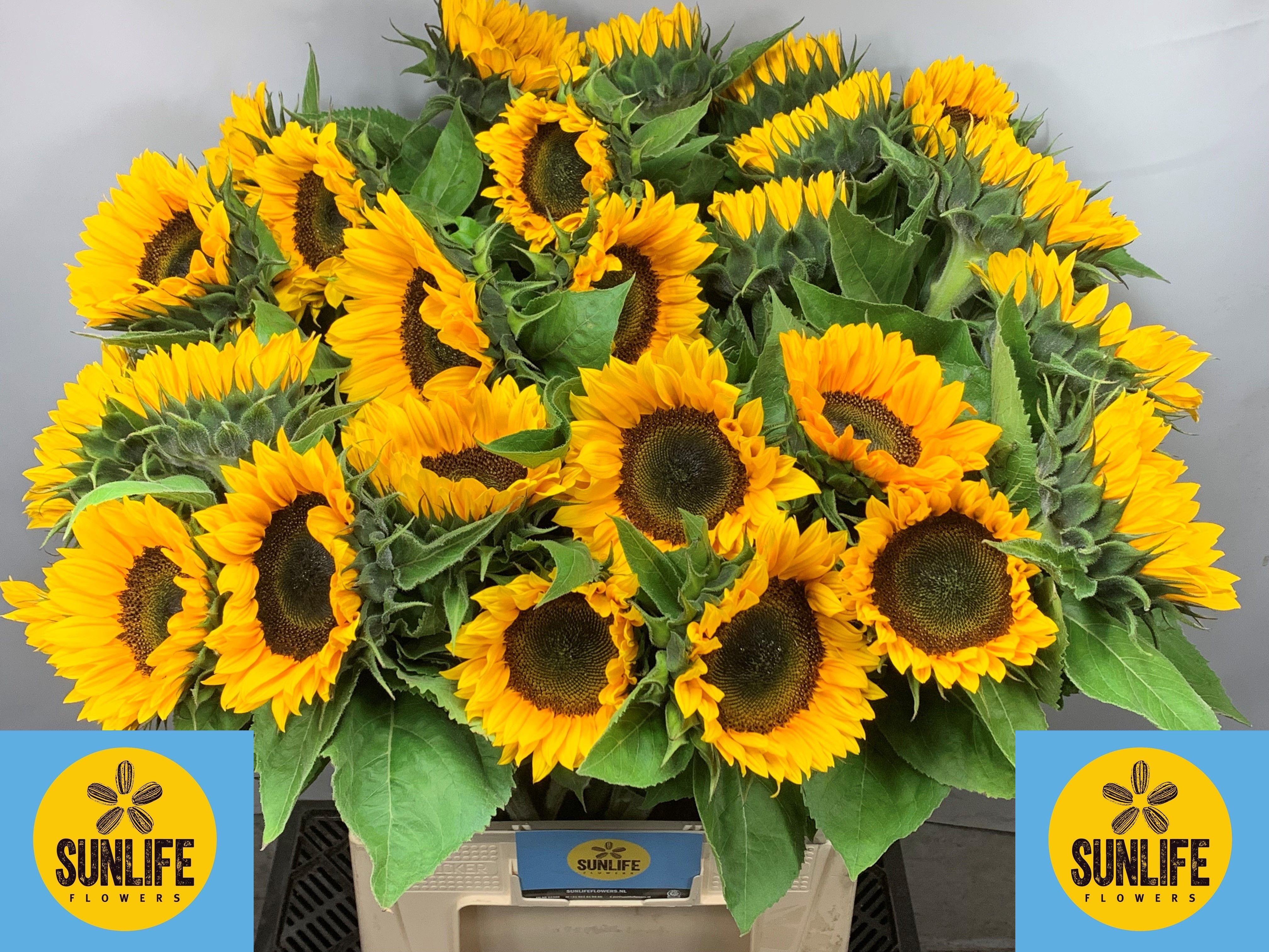 Helianthus Sunrich Or 80cm