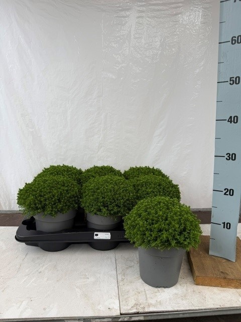 Hebe Ov 15Ø 25cm