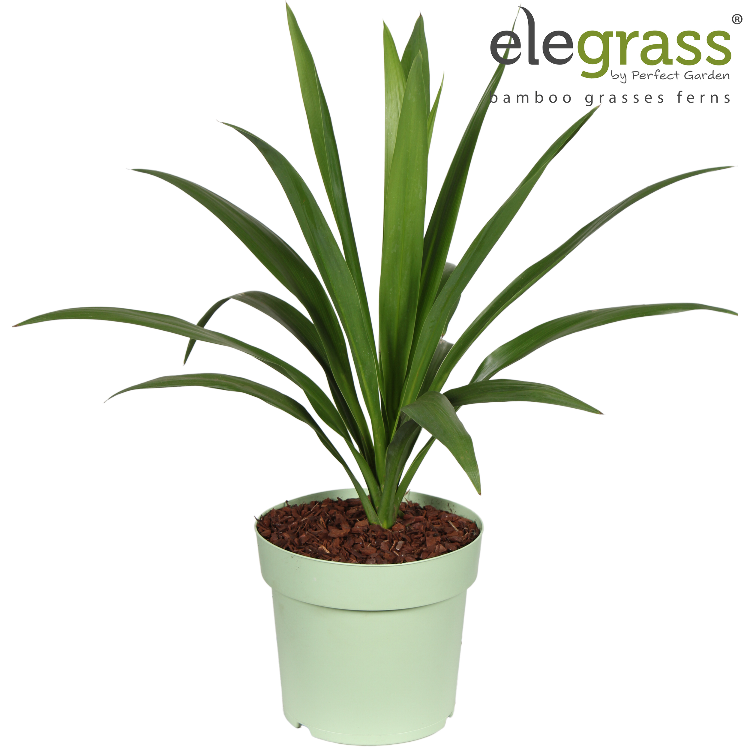 Picture of Cordyline 'Emerald Star' P23