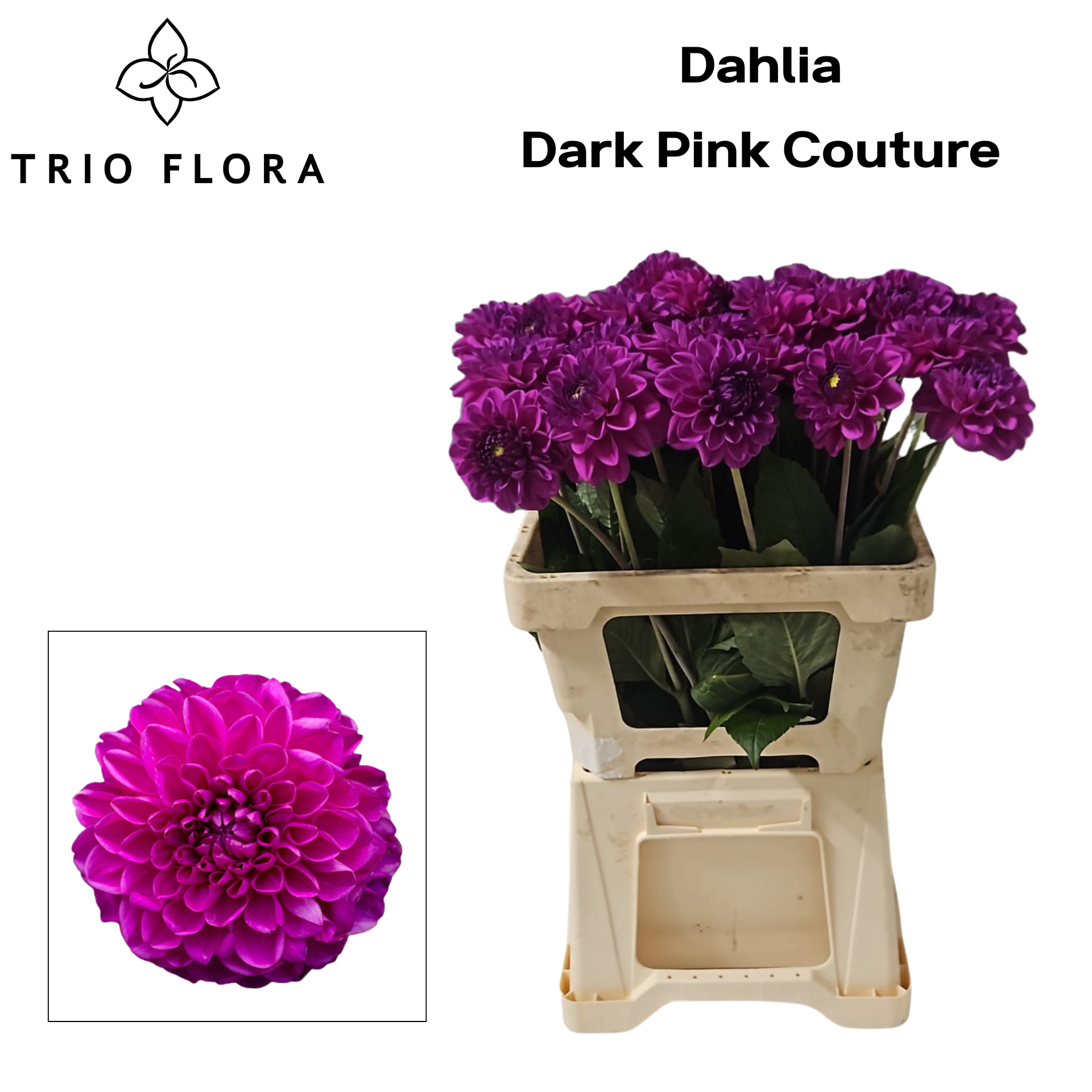 Dahl Dark Pink Couture 996