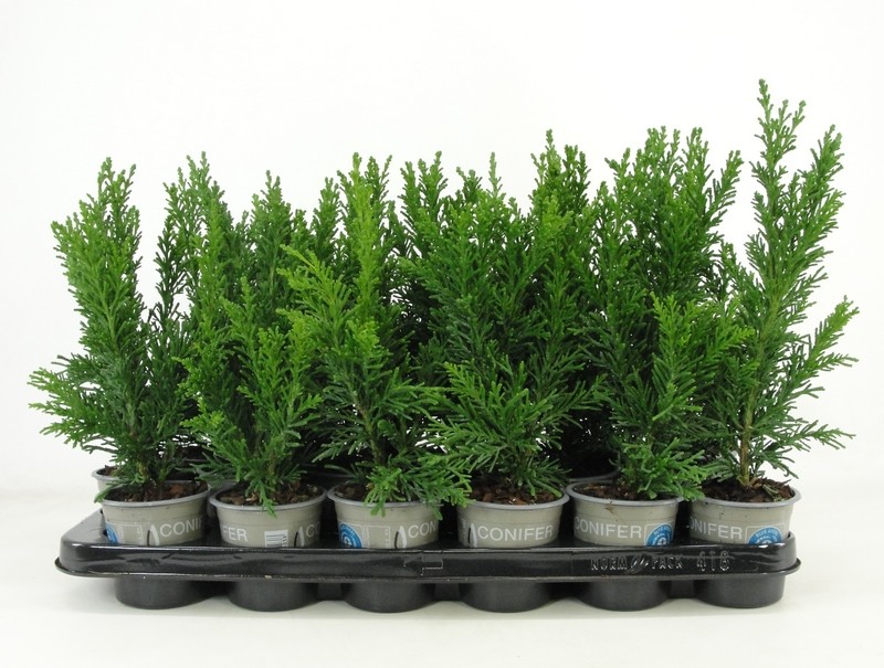 Picture of Chamaecyparis obtusa Draht P9