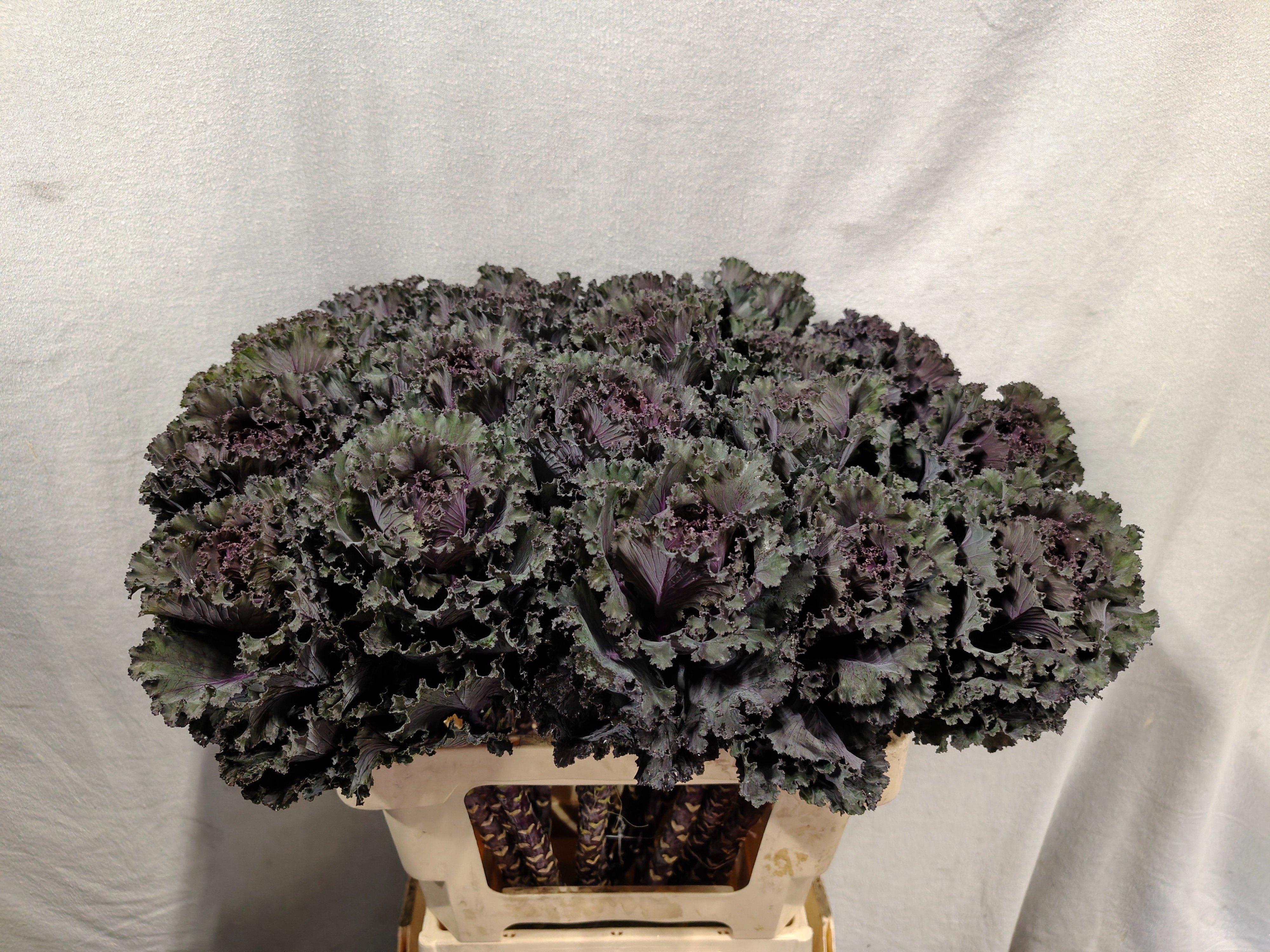 Brassica Black Angel 60cm