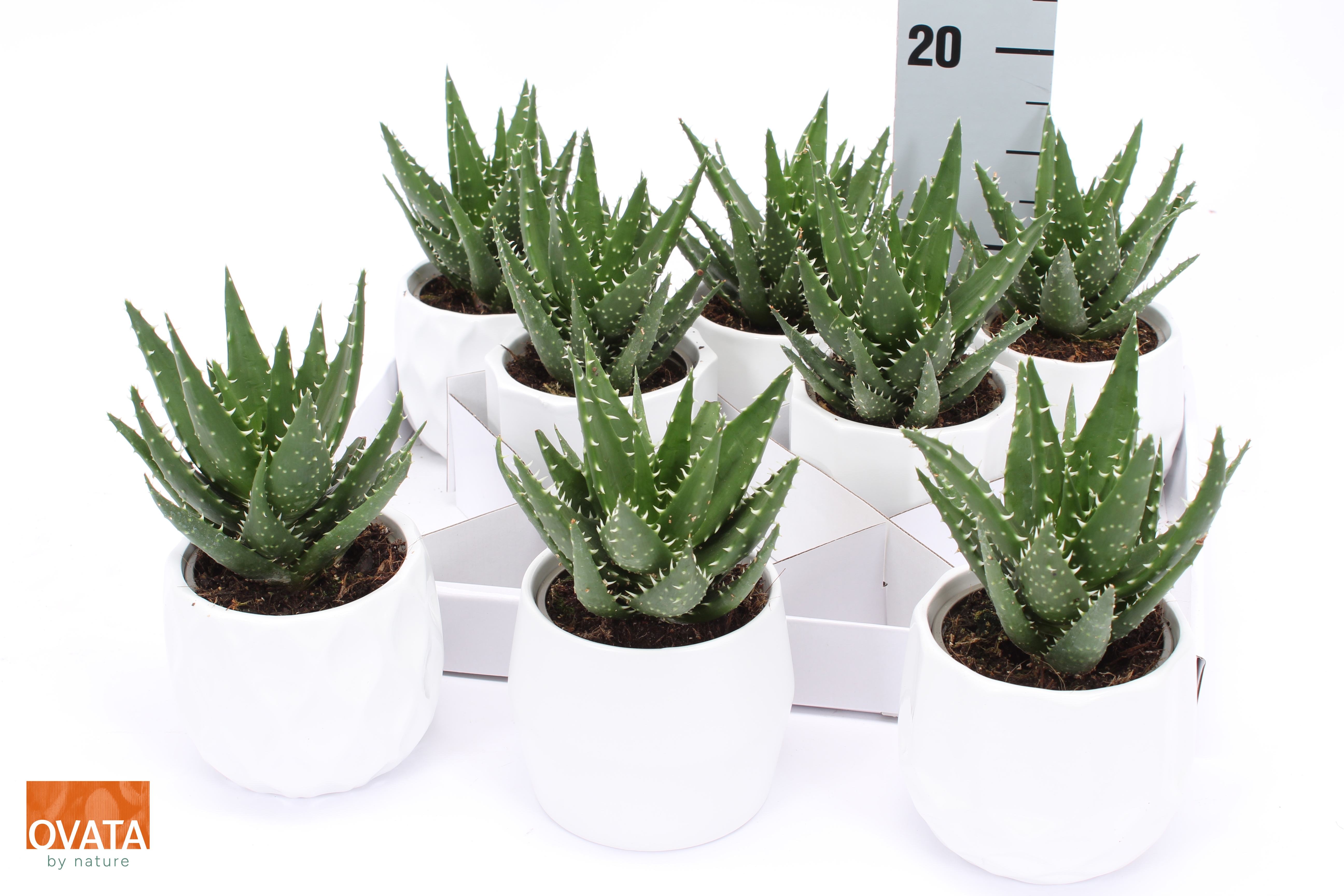 Aloe melanacantha Jaws ALOE MEL JAWS | Gardenline