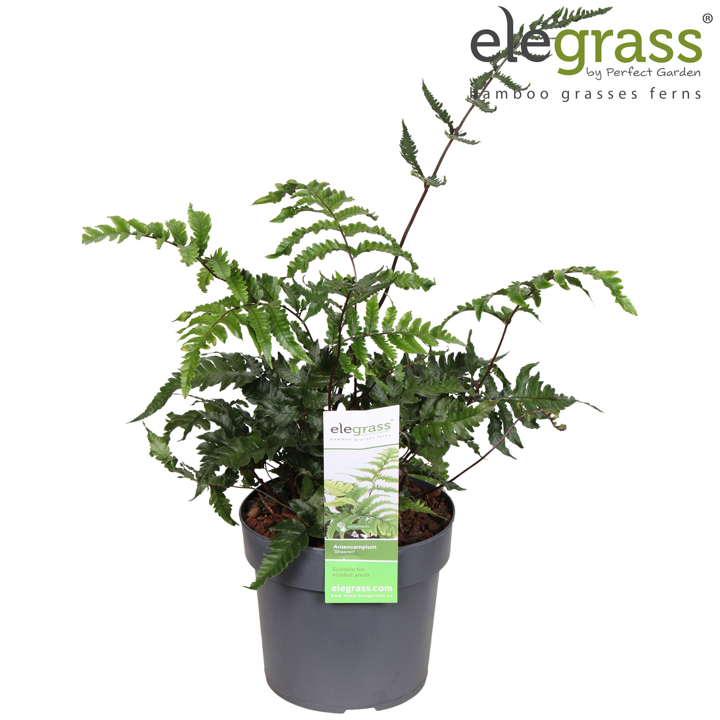 Anisocampium 'Sheareri'