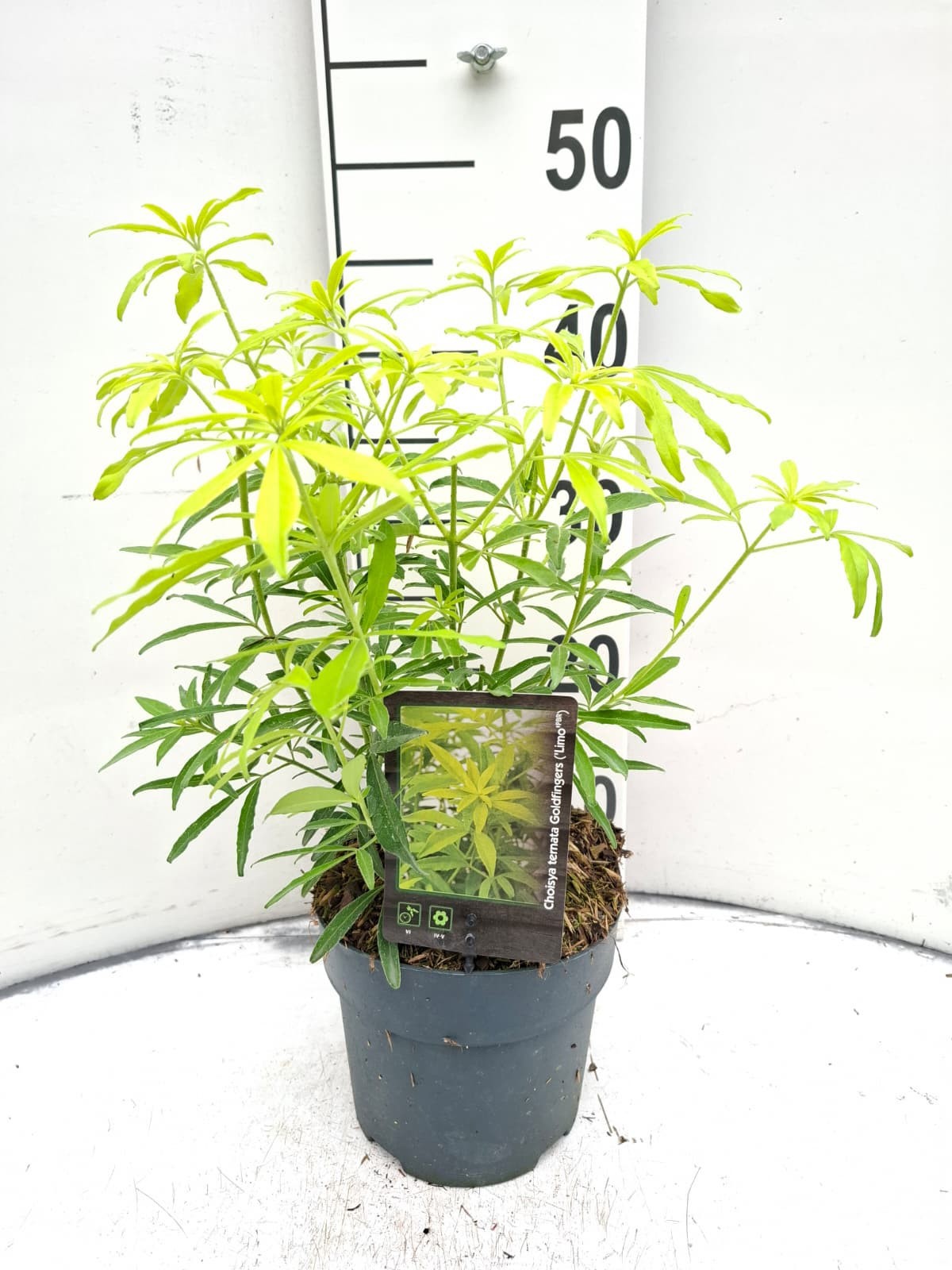 Choisya Goldfingers ('Limo')