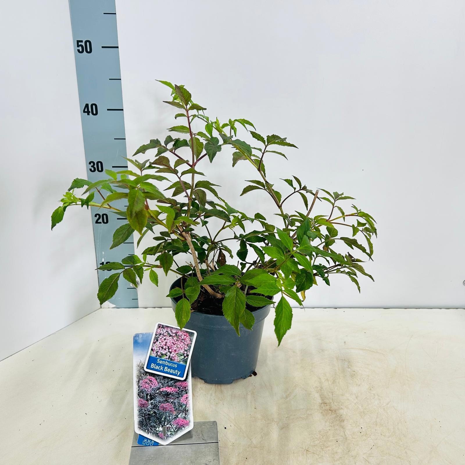 Sambucus nigra Black Beauty ('Gerda') gerdapbr