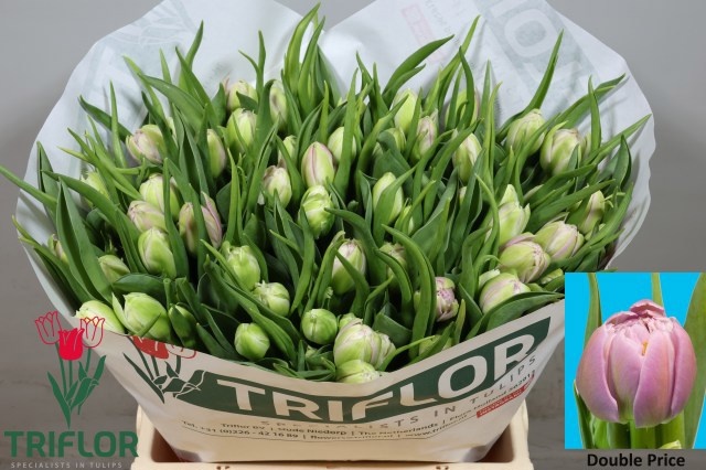 Tulipa Double Double Price 40cm 34gram