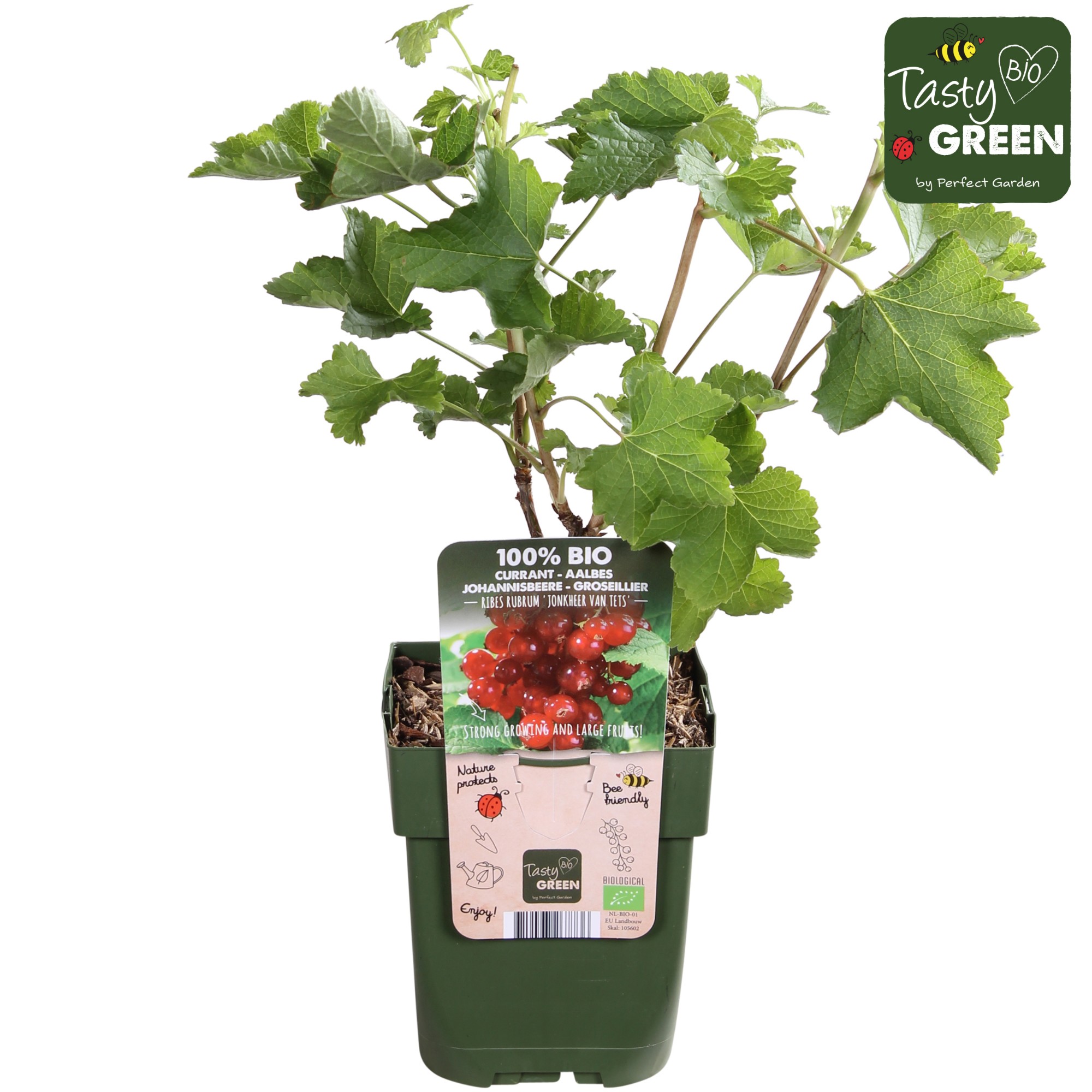 Picture of Ribes rubrum Jonkheer van Tets P13 organic