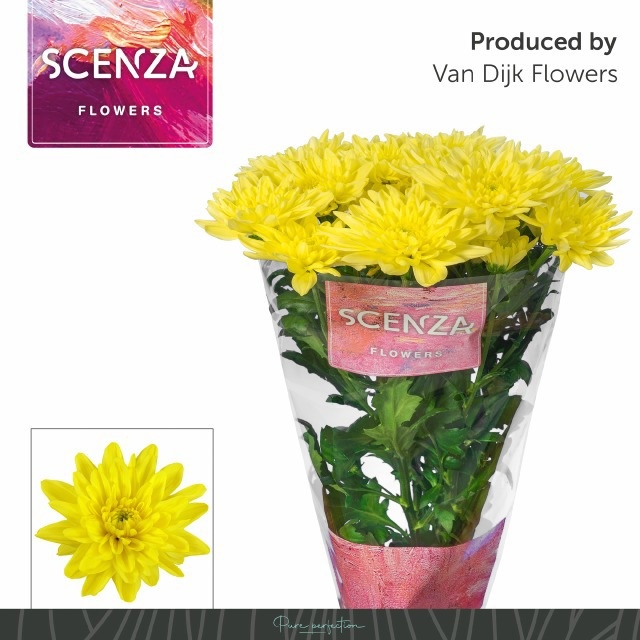Chrys Spray Baltica Yellow 75gram