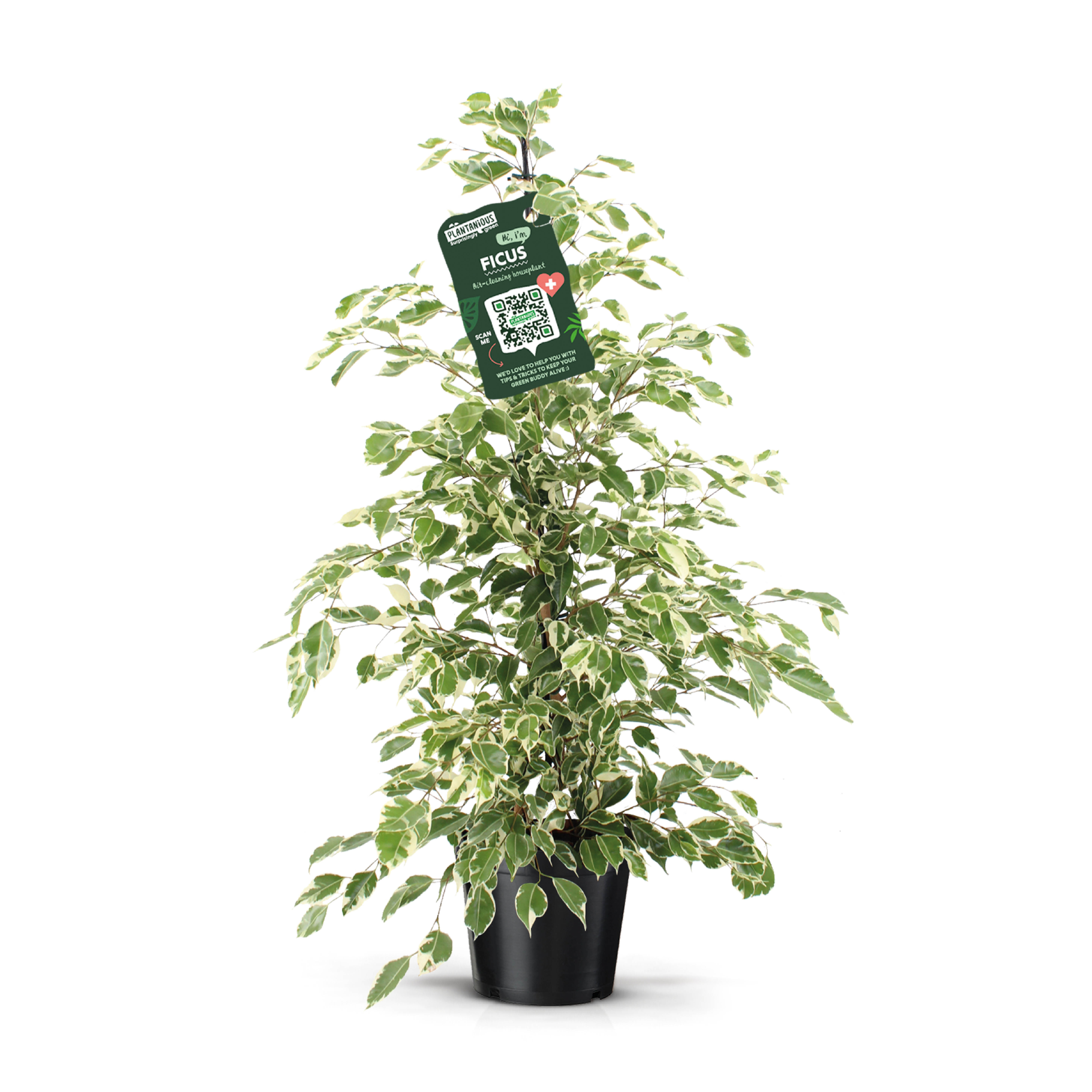 Picture of Ficus benjamina Twilight P21 110cm