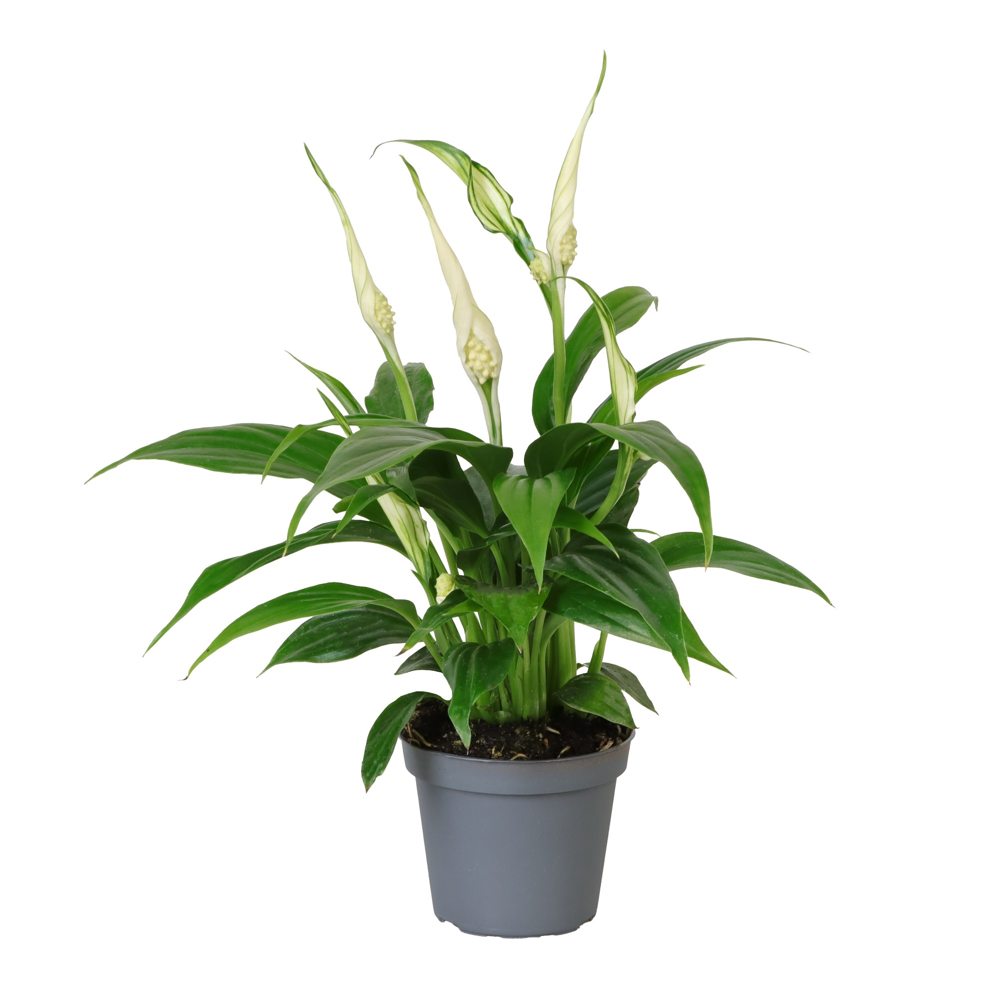 Picture of Spathiphyllum Tanni P6 15CM