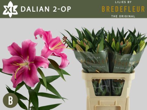 Li Ot Dalian