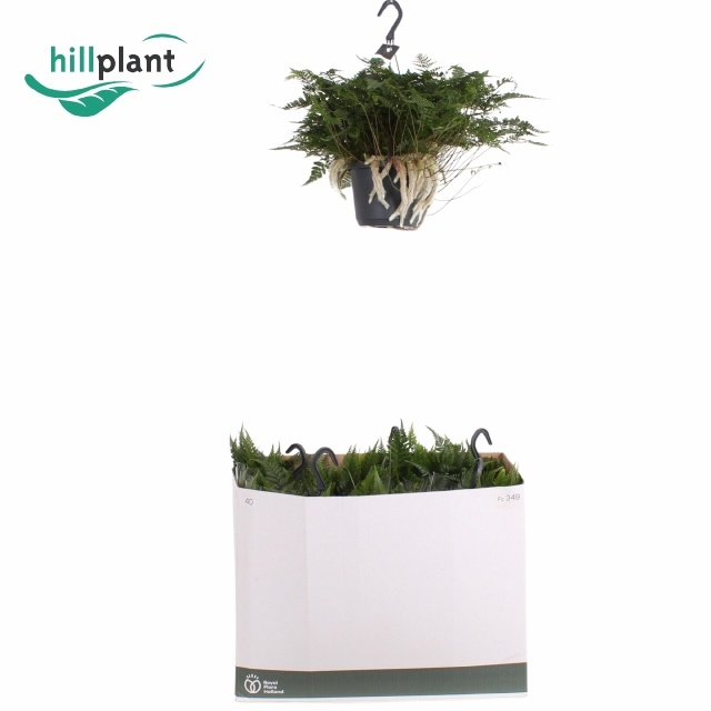 Humata Grif Tyerman 17P 30H