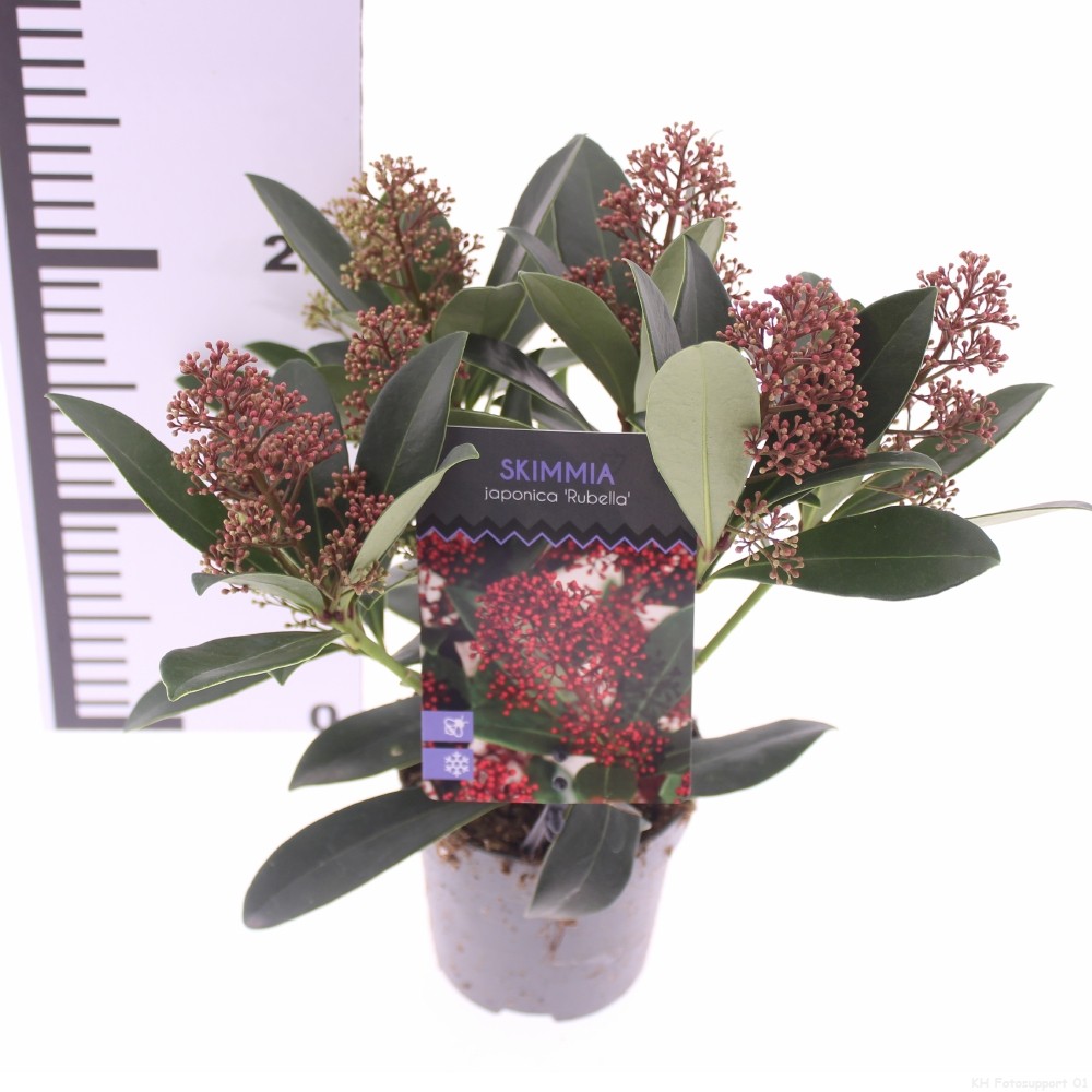 Picture of Skimmia jap. 'Rubella'