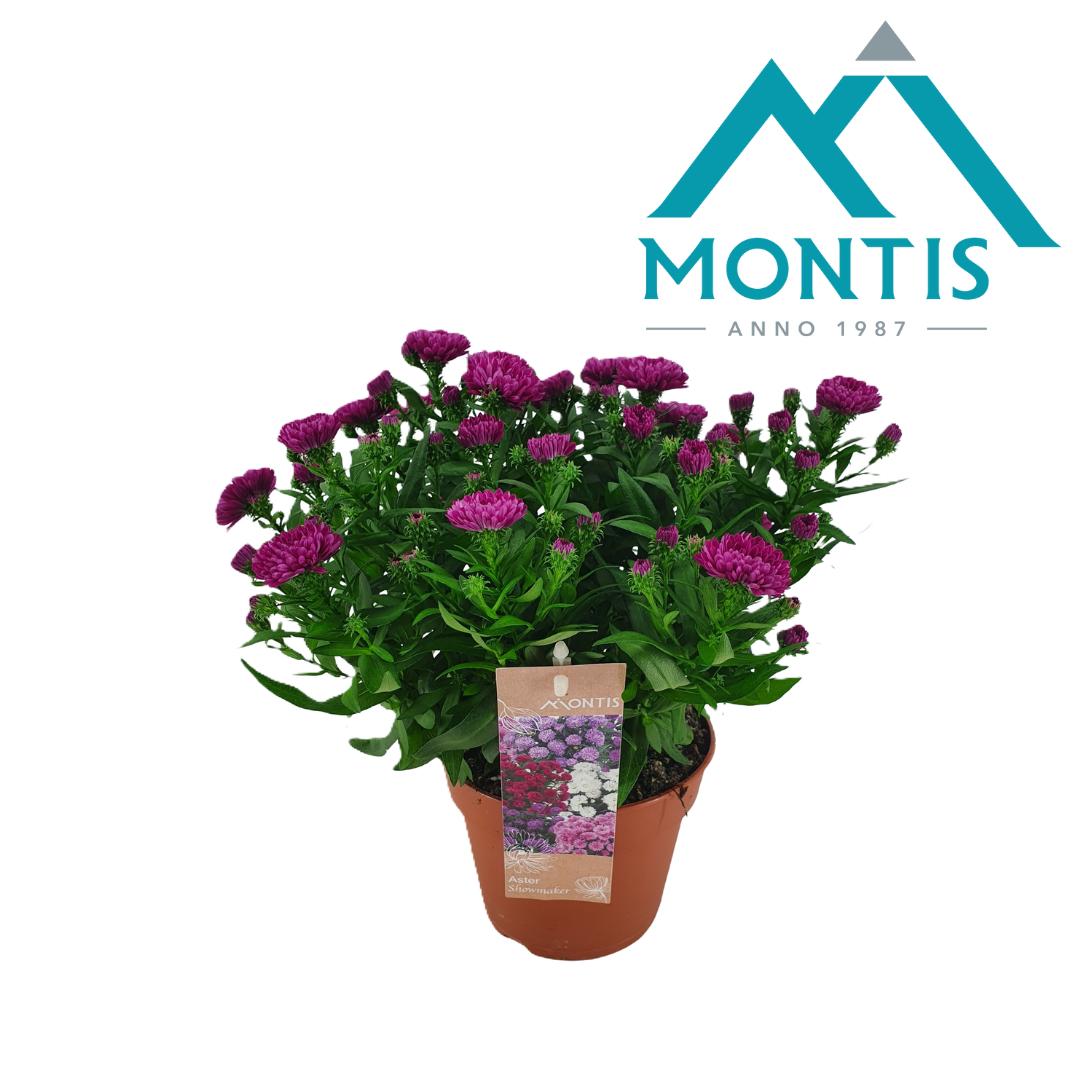 Picture of Aster Showmaker Magenta P14 25CM