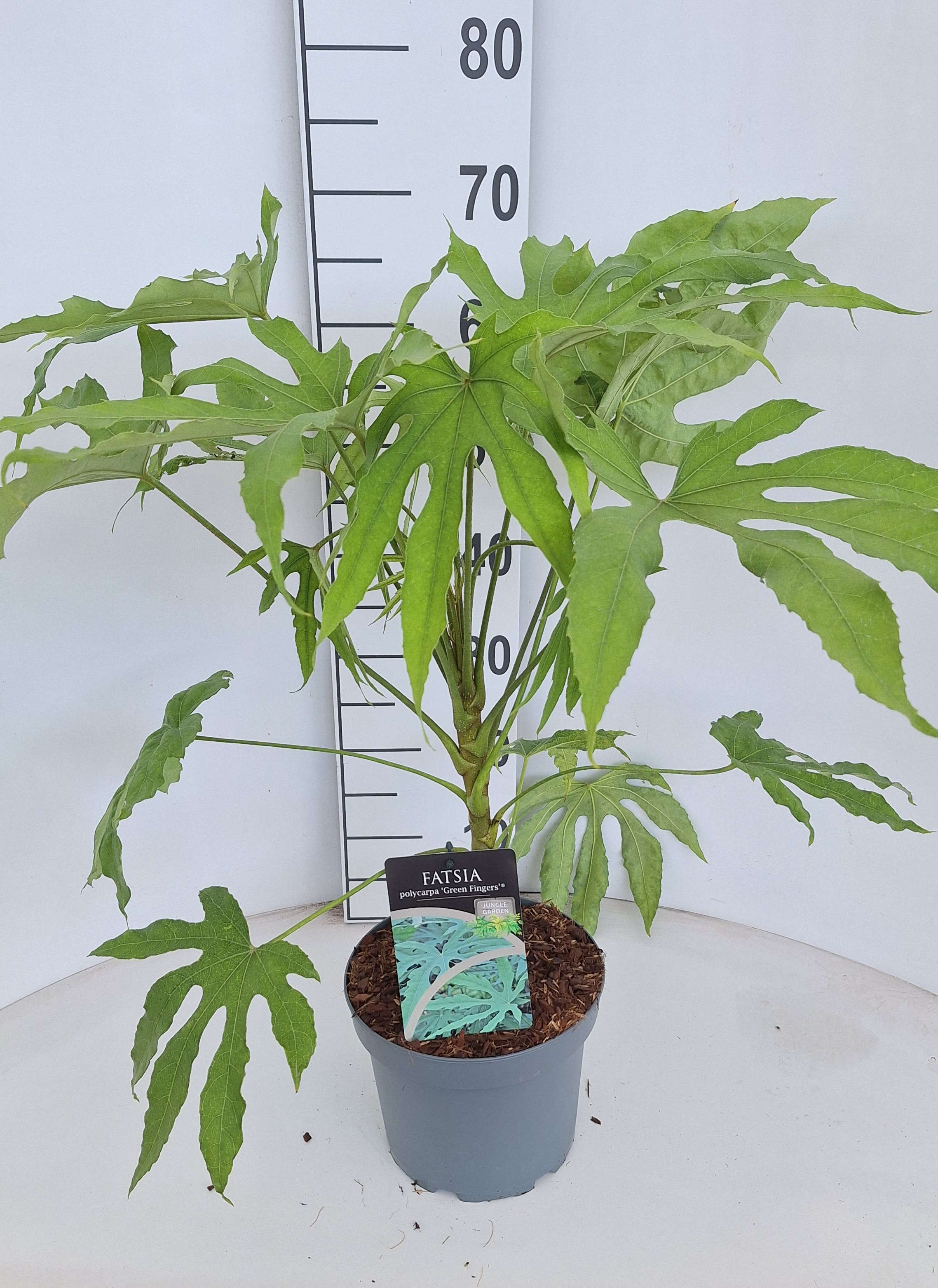 Fatsia polycarpa 'Green Fingers'