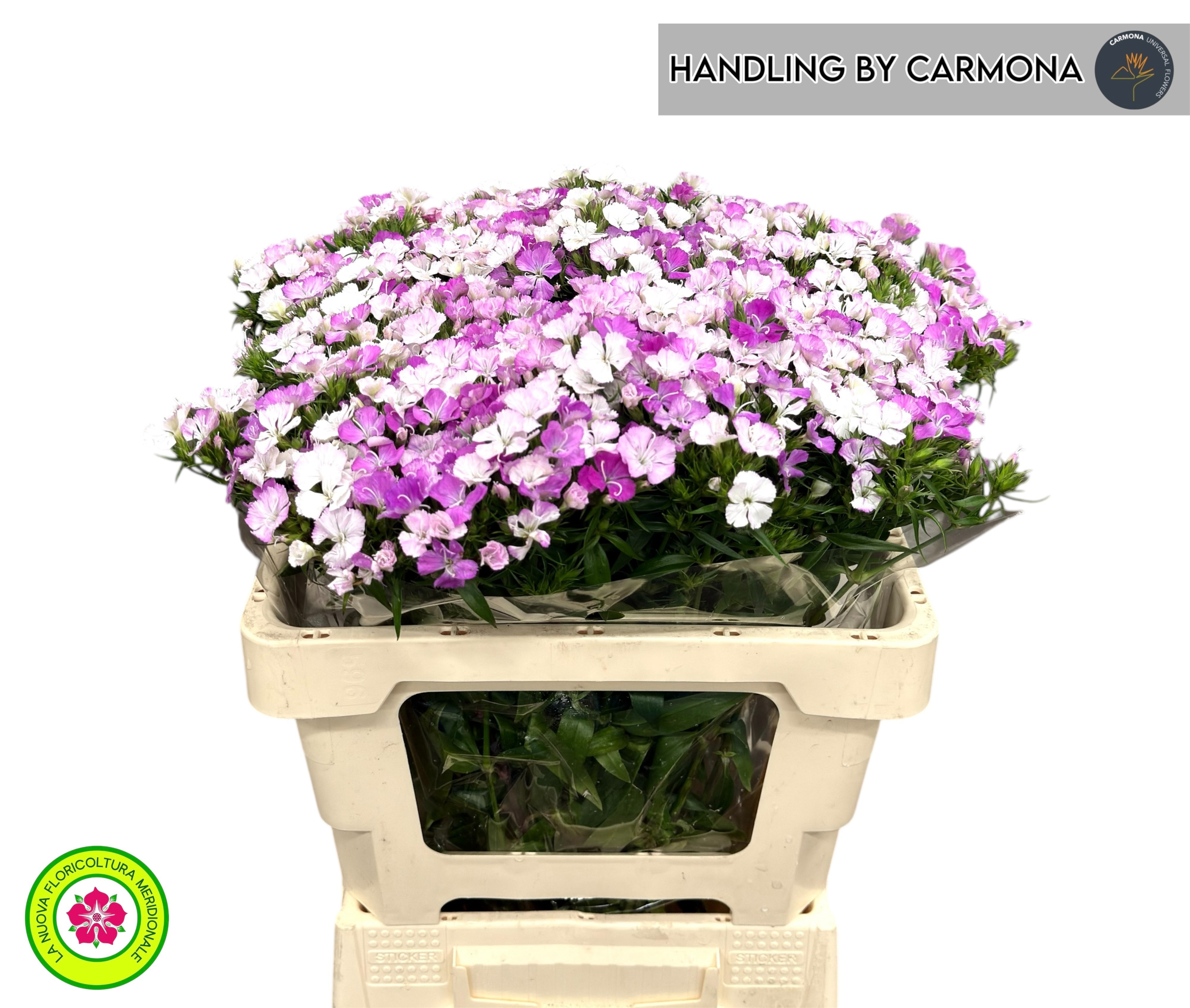 Dianthus Barb Neon Pink 50cm