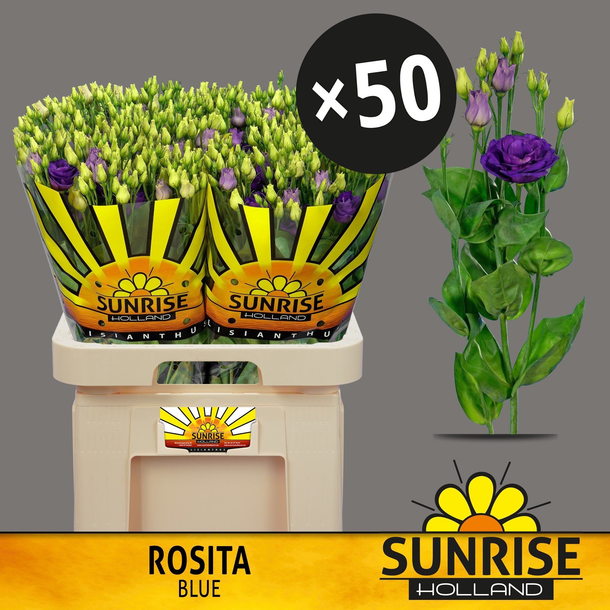 Lisianthus Double Rosita Blue 70cm