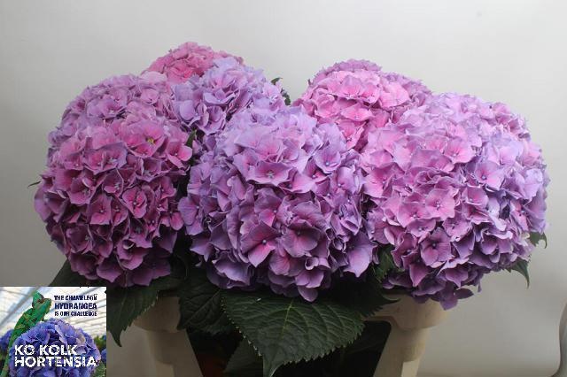 Hydrangea Cassanova 80cm 19Ø