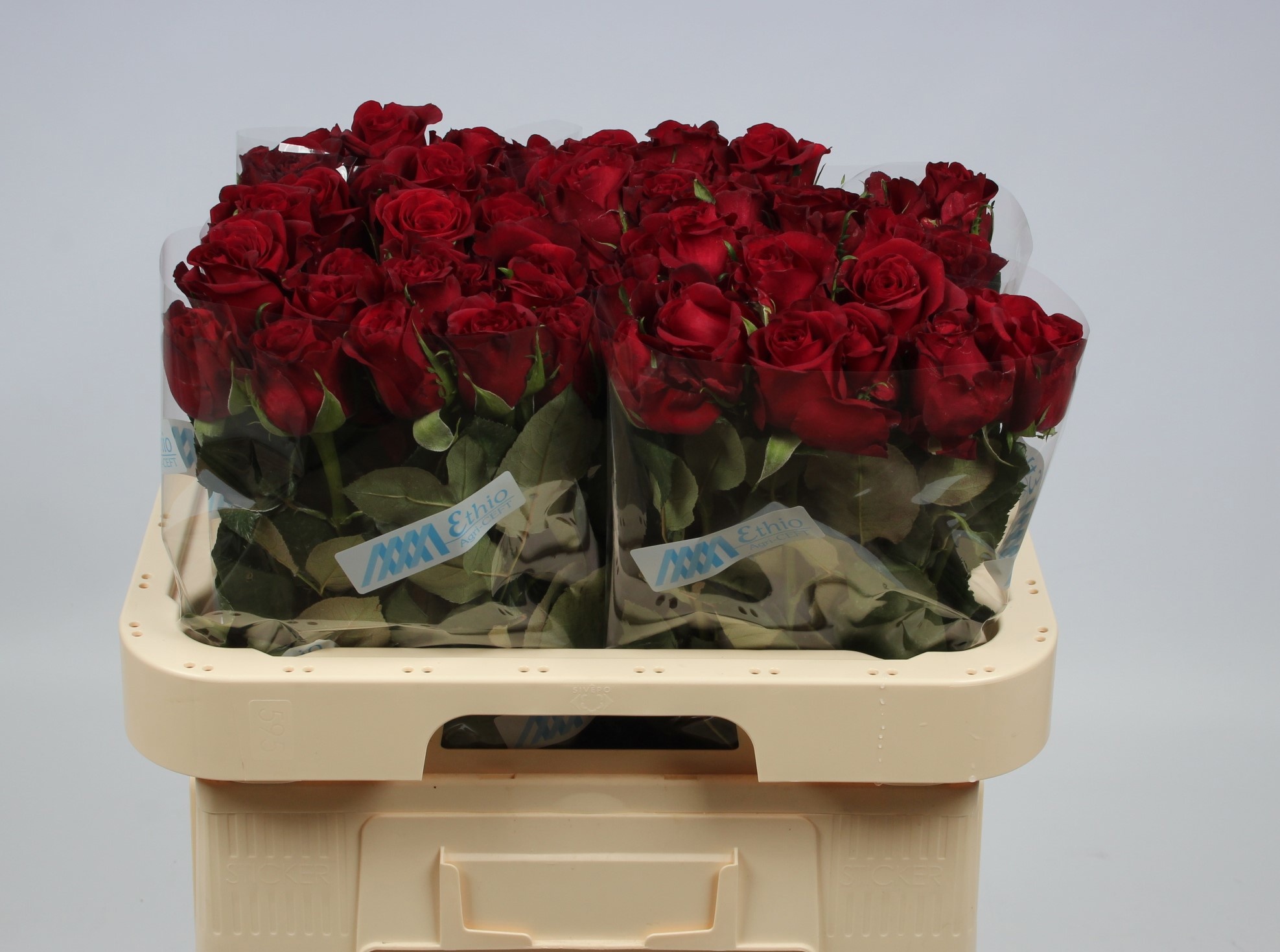 Rosa Burgundy 60cm
