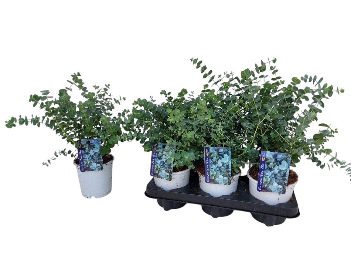 Eucalyptus Baby Bleu struik