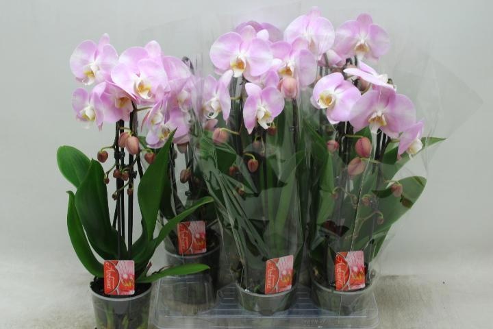 Phal El Cascade 12P 45H 2TAK 16bloem 23bloei