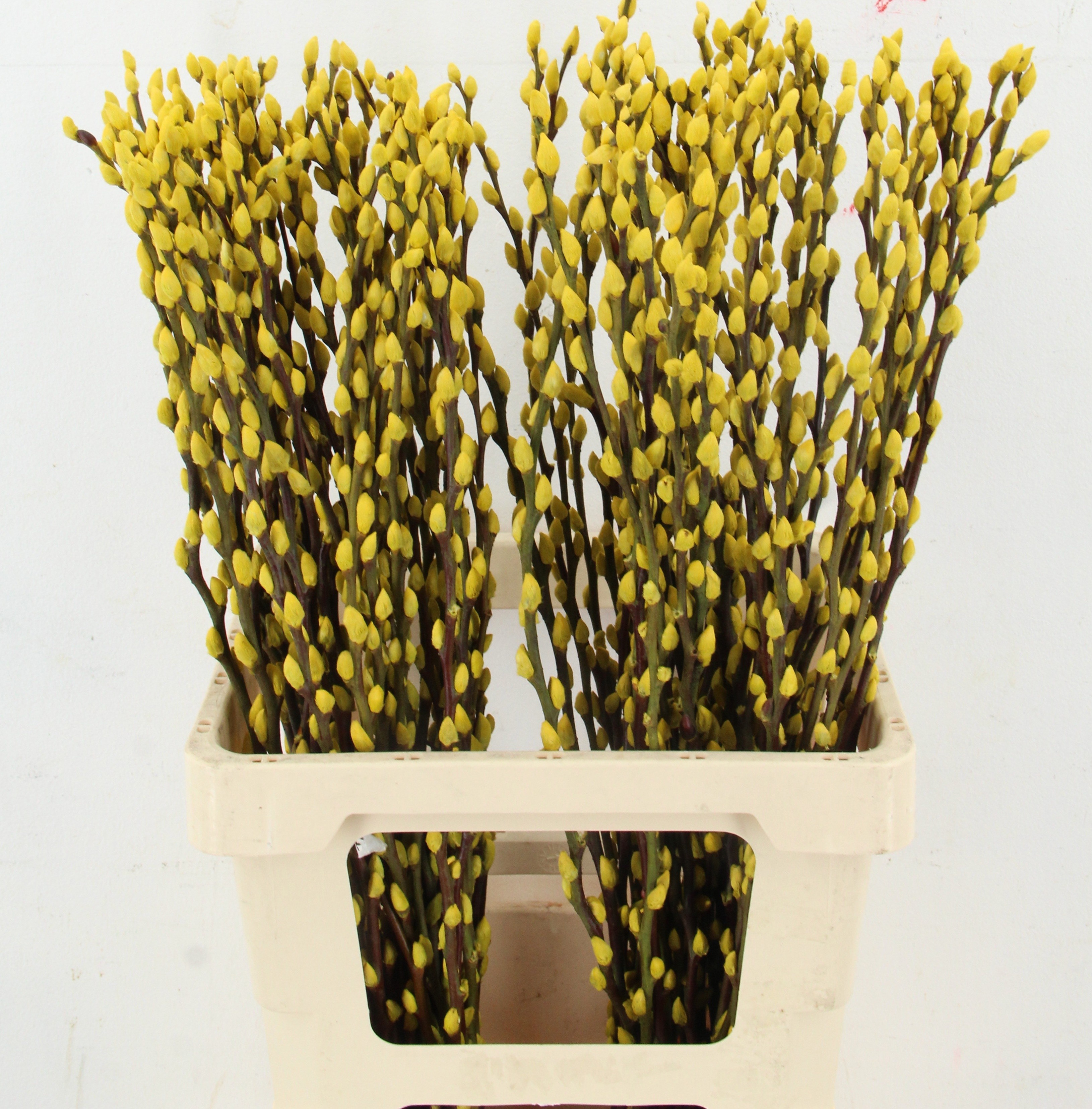 Salix Ov Klb H%