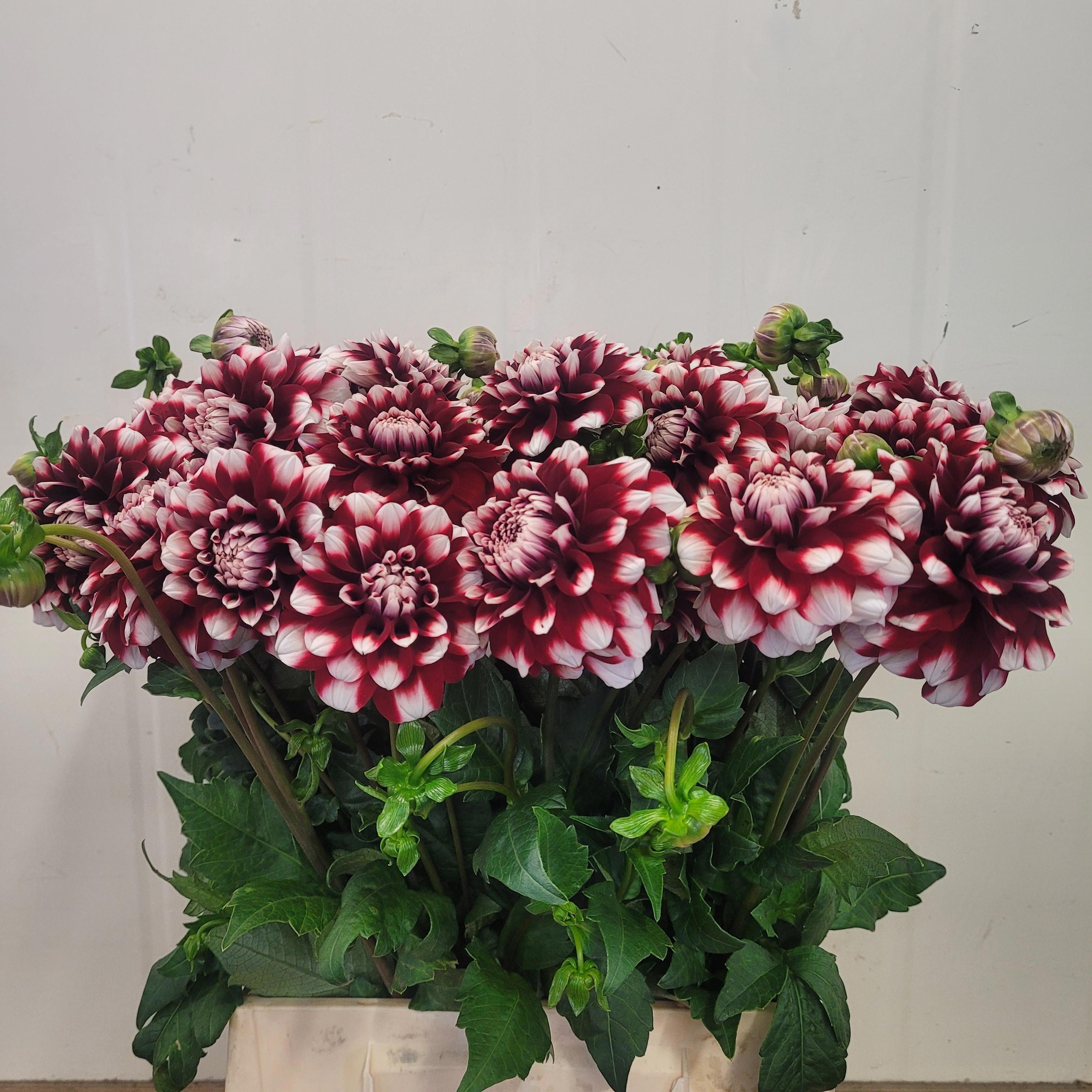 Dahlia Checkers 50cm