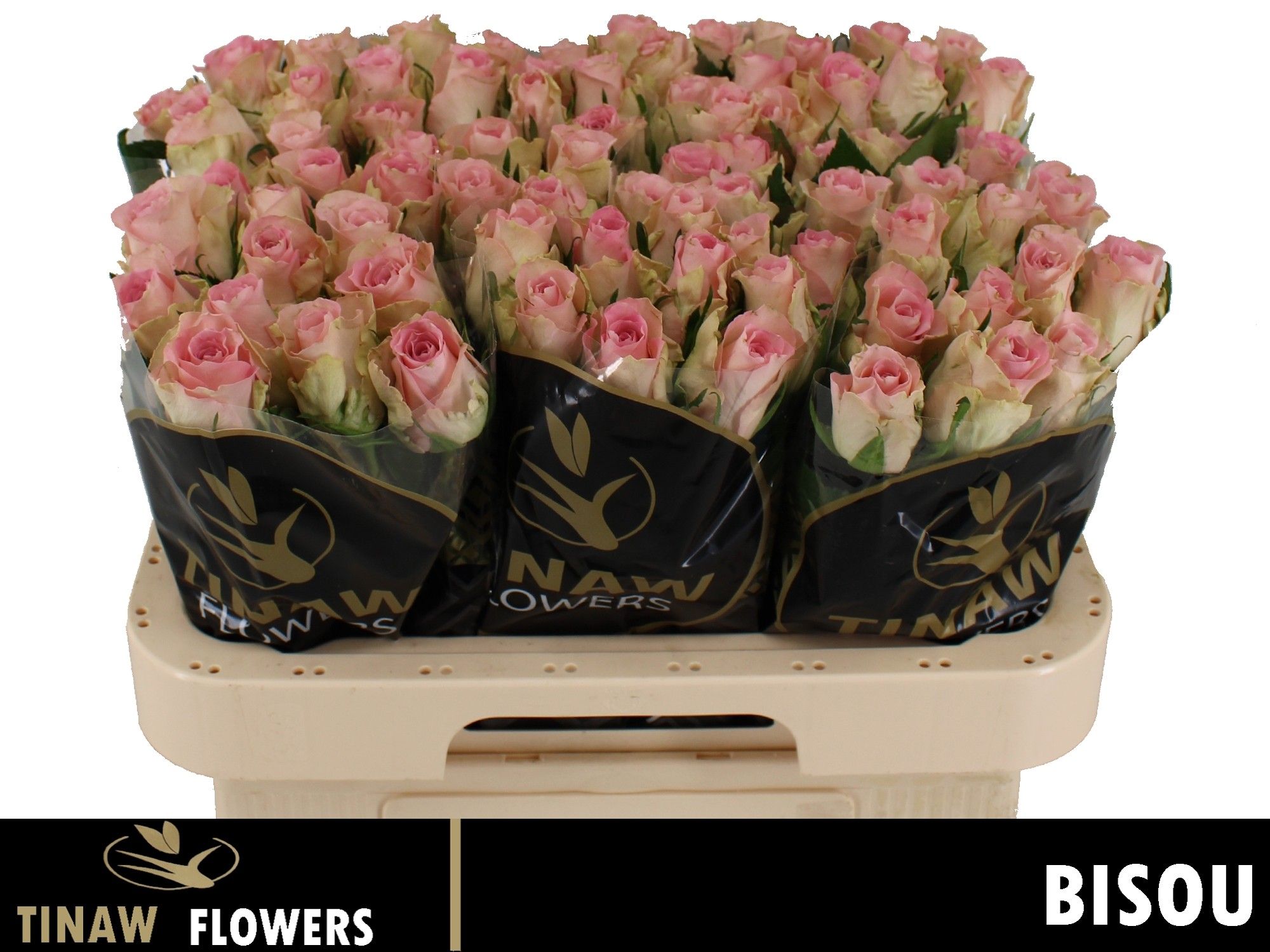Rosa Bisou 60cm