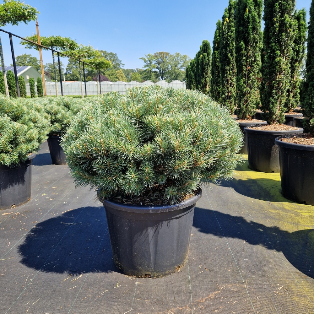 Picture of Pinus sylvestris Watereri C65 70/80 (LOOSE)