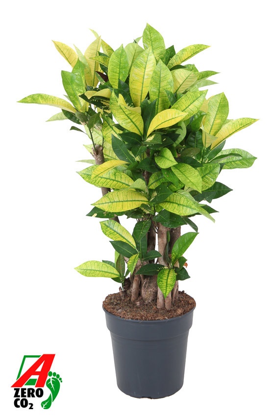 Codiaeum Brazilia vertakt