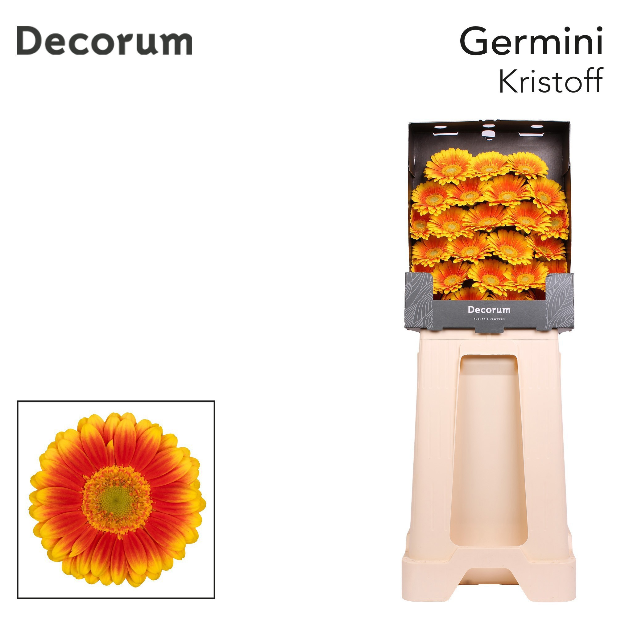 Germini Kristoff Diamond