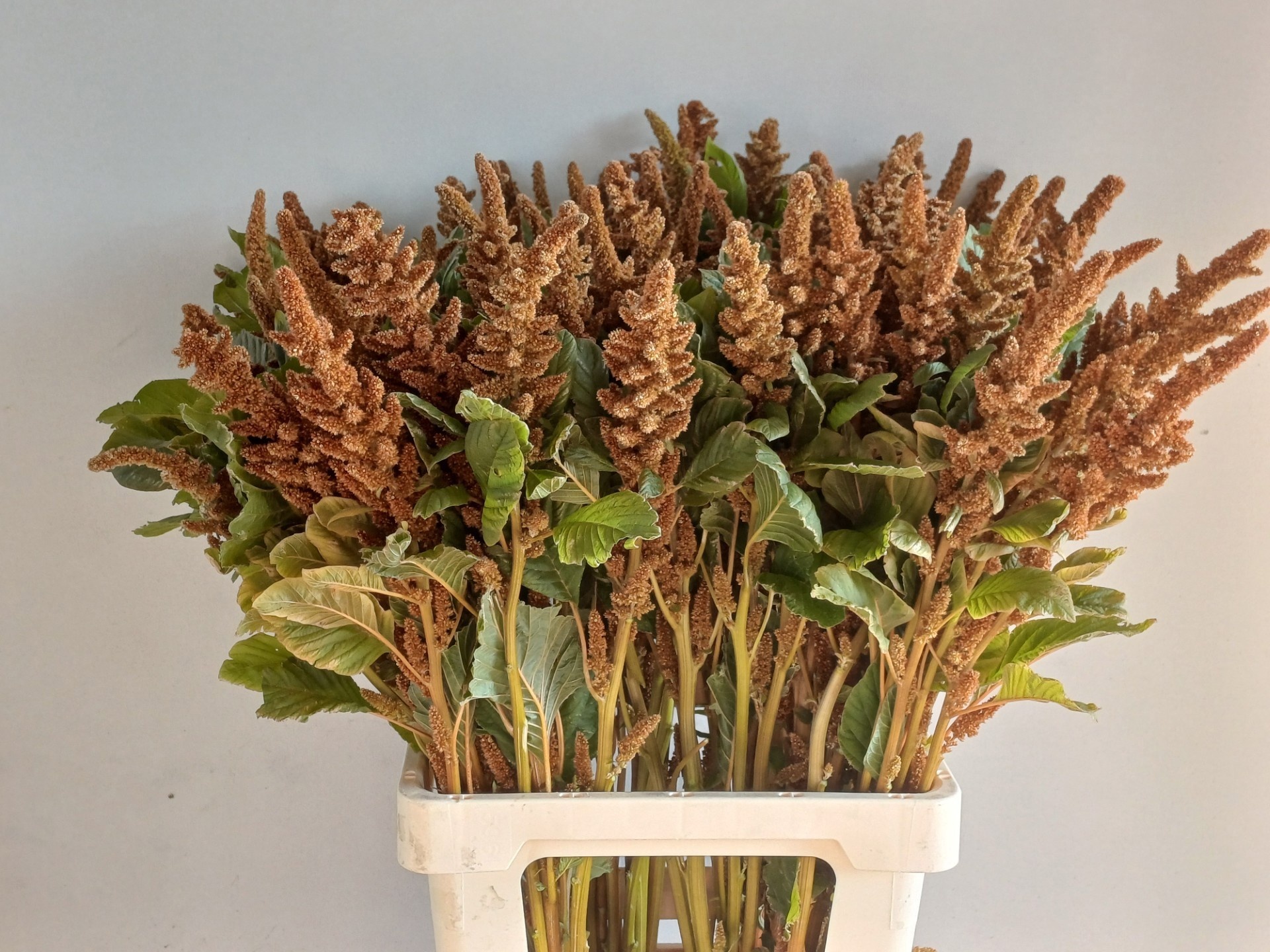 Amaranthus Hot Biscuits 70cm