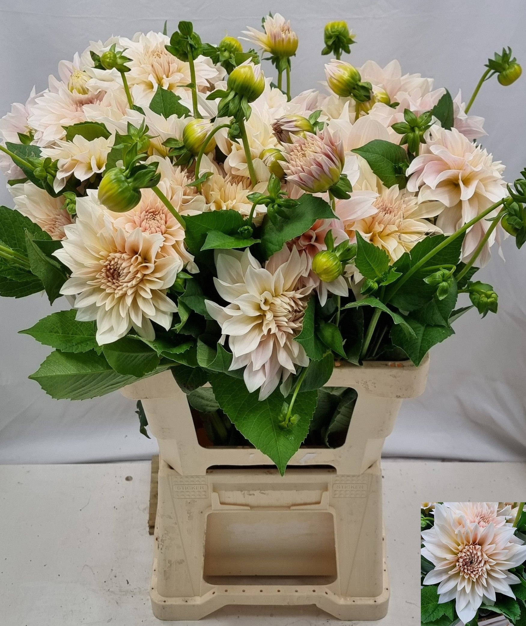 Dahlia Cafe Au Lait 60cm