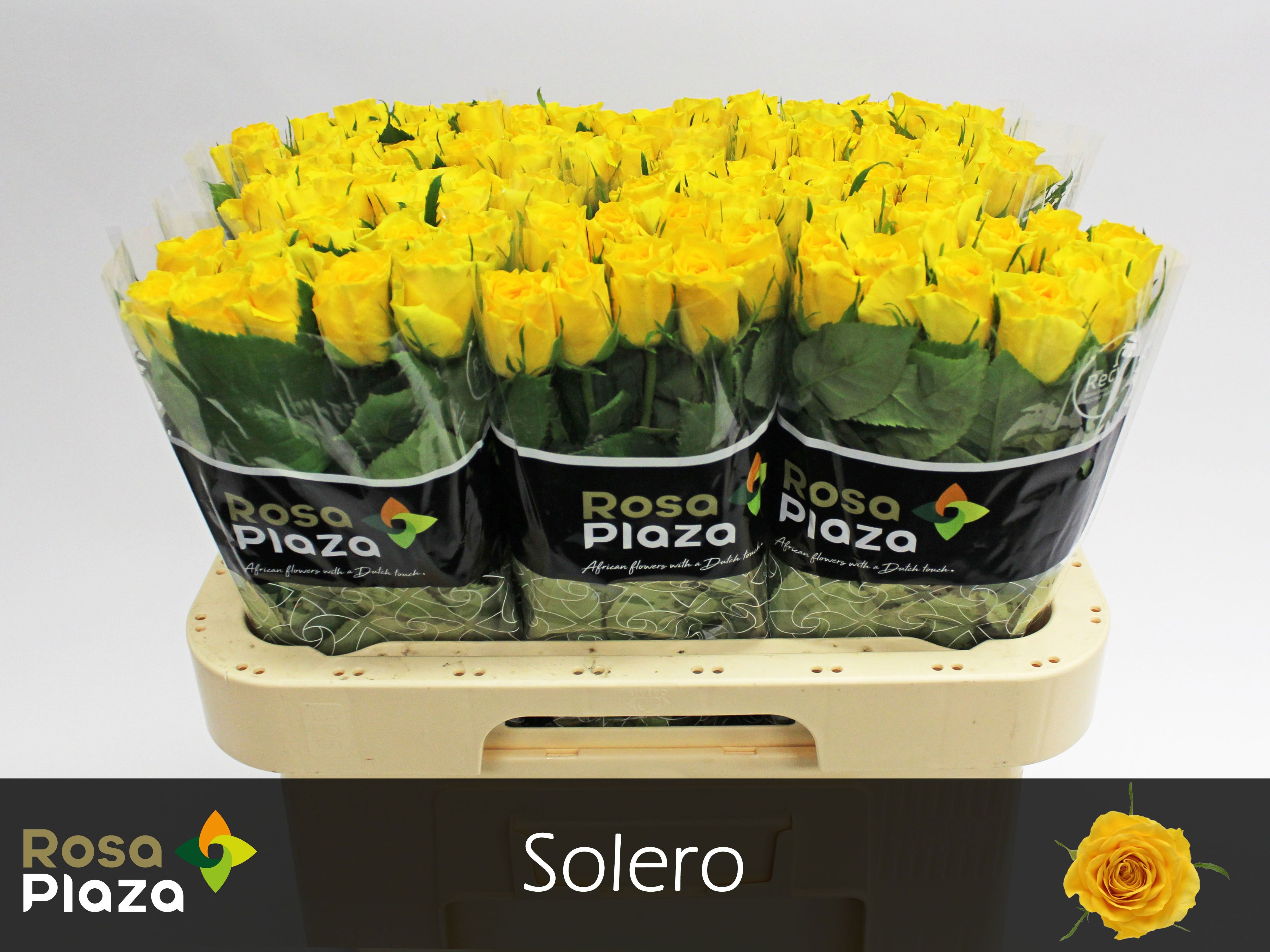 R Gr Solero