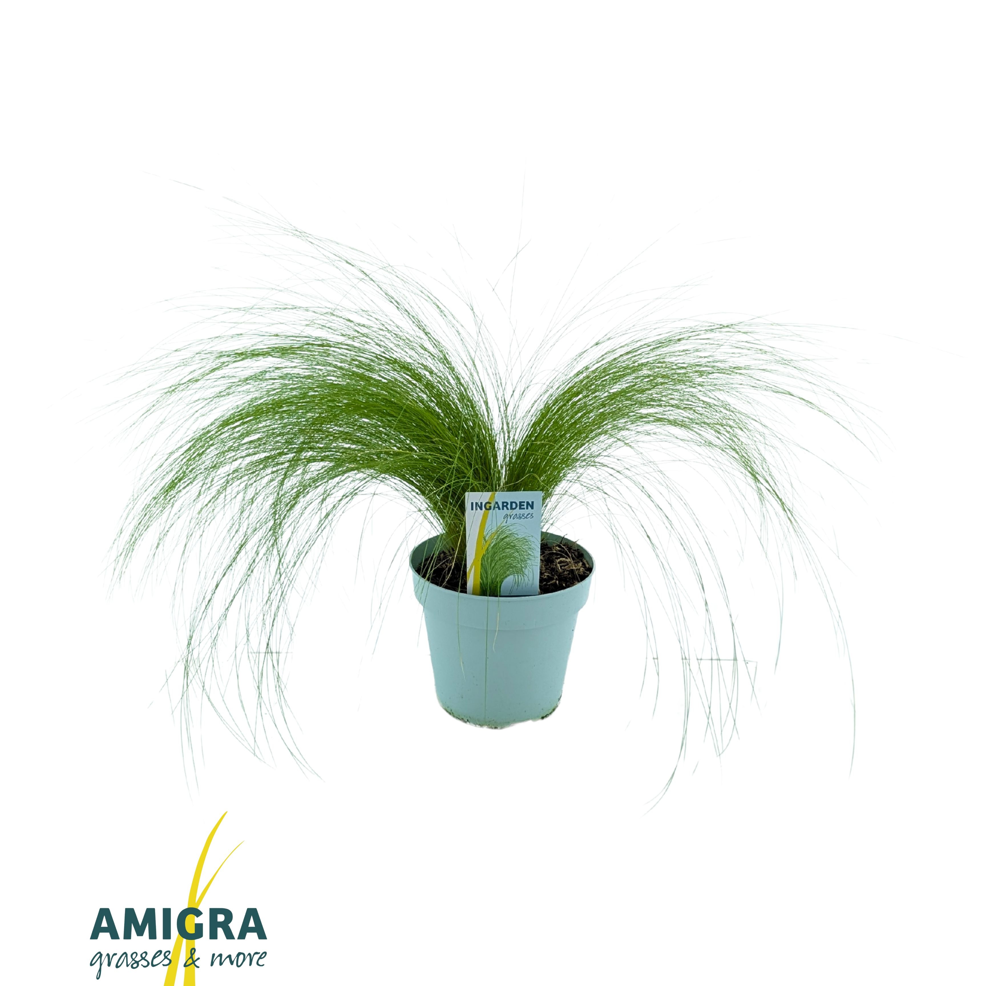 Picture of Stipa ten Ponytails