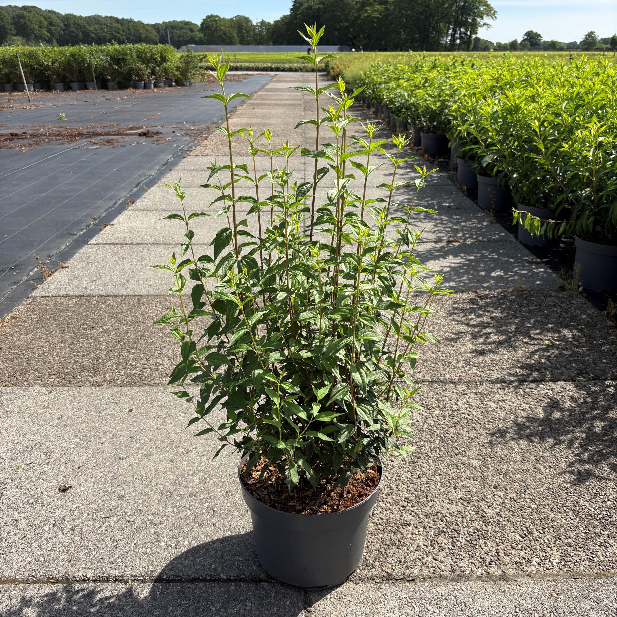 Philadelphus 'Lemoinei'