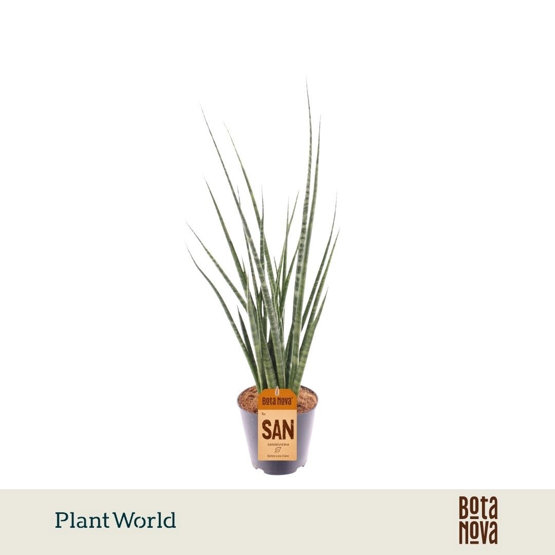 Sansevieria 'Digitorum'