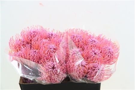 Leucospermum Naomi Painted 40cm