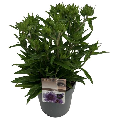 Stokesia laevis 'Mega Mels'® sense p23 Asra