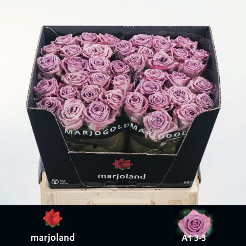 R Gr Nayeli!