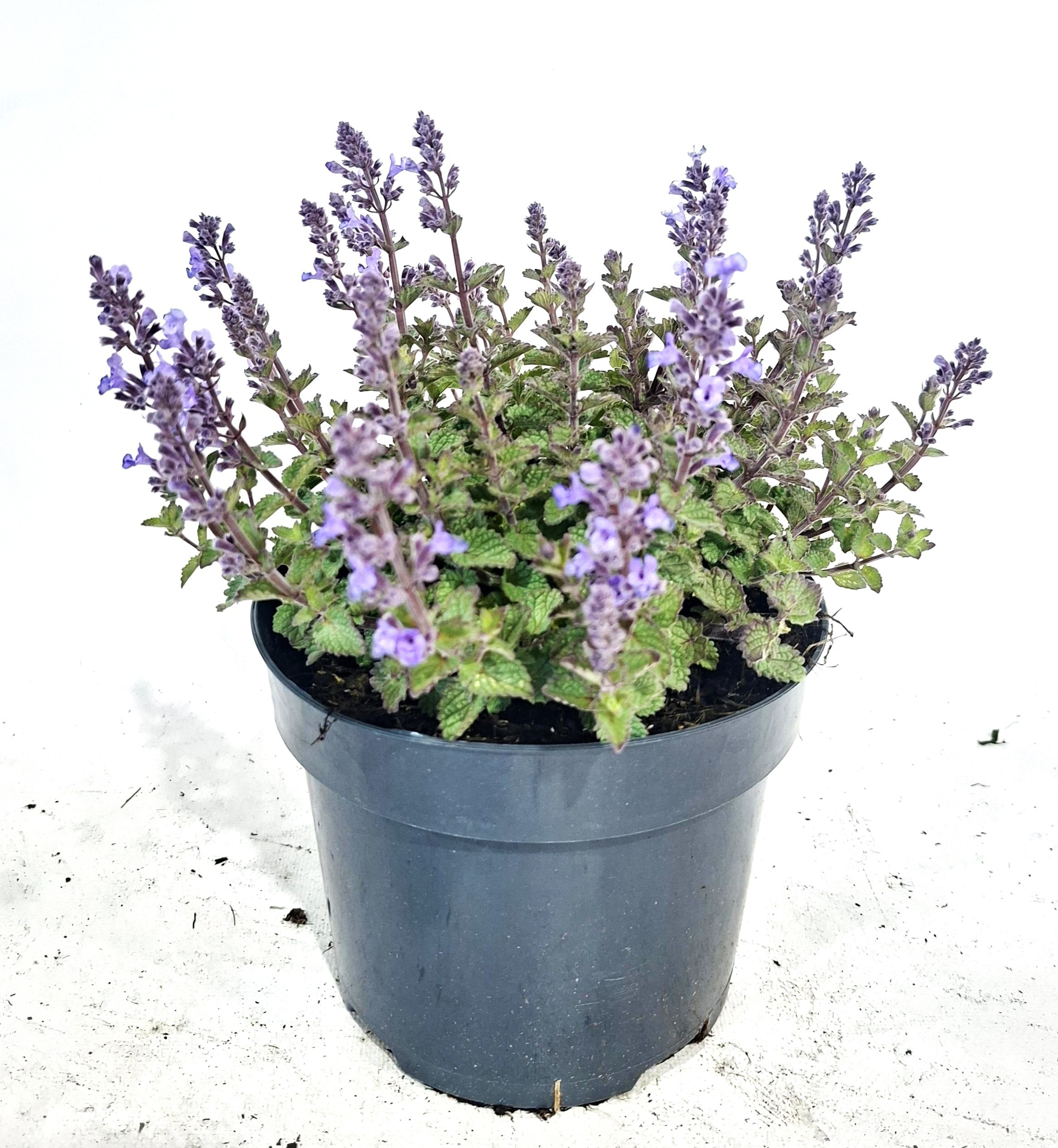 Nepeta Purssian Blue