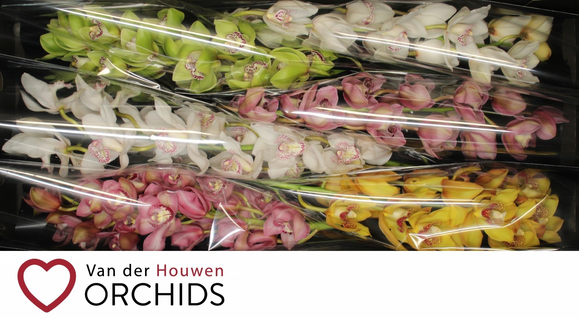 Cymbidium Asst 13bl