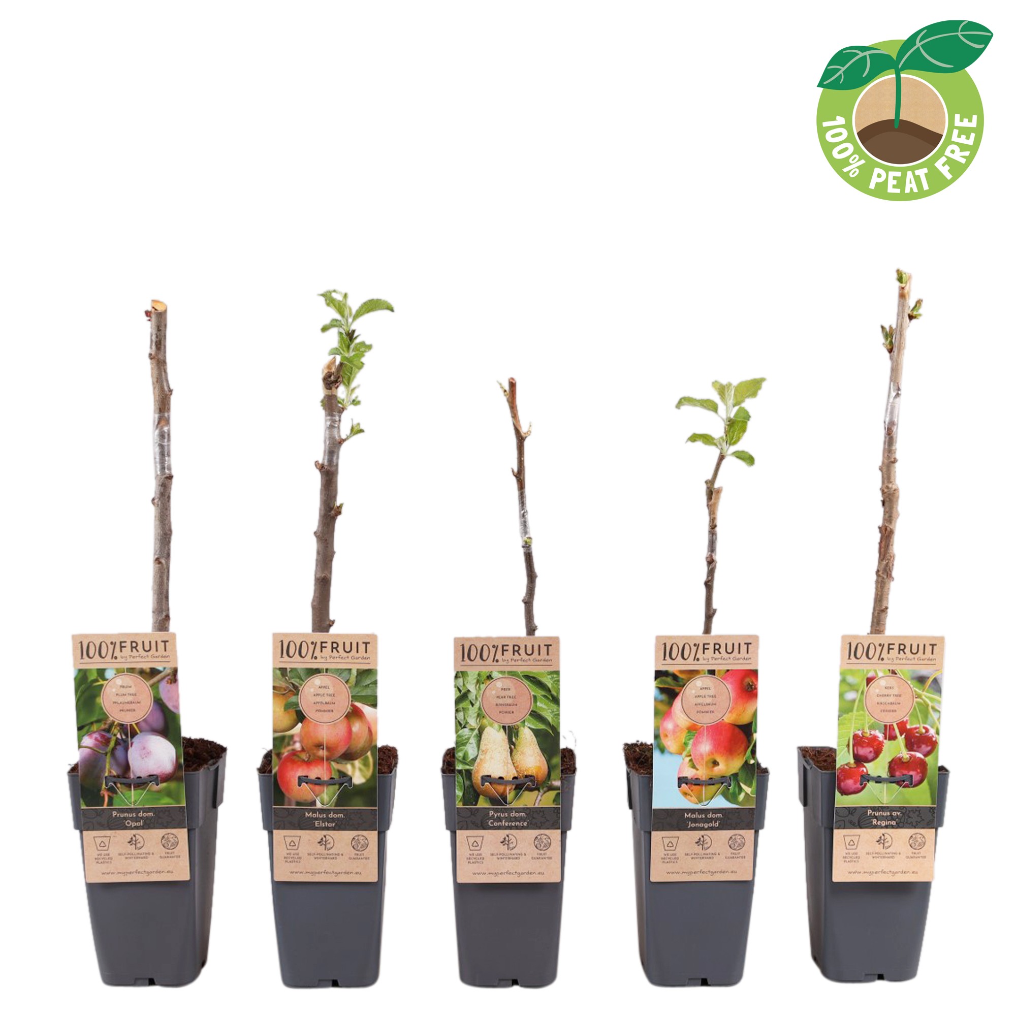 Picture of Fruit trees in varieties P15 (2 Ltr/high)