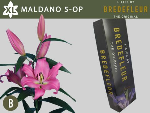 Li Ot Maldano